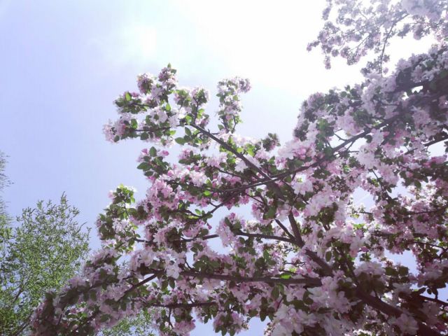 一顆會(huì)開花的樹-圖片來源編輯網(wǎng)
