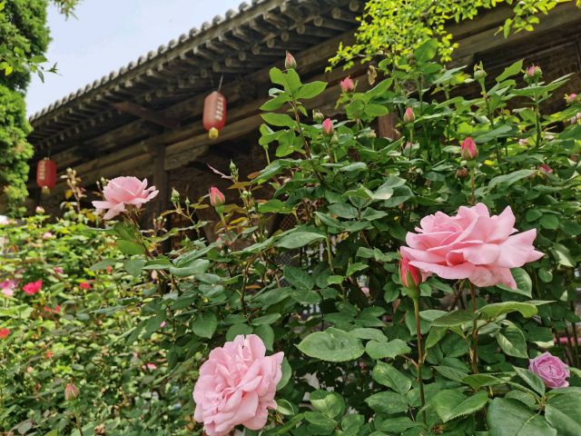 圖片來源